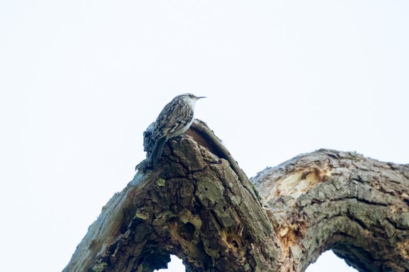 Grimpereau des jardins